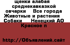 щенки алабая ( среднекавказкой овчарки) - Все города Животные и растения » Собаки   . Ненецкий АО,Красное п.